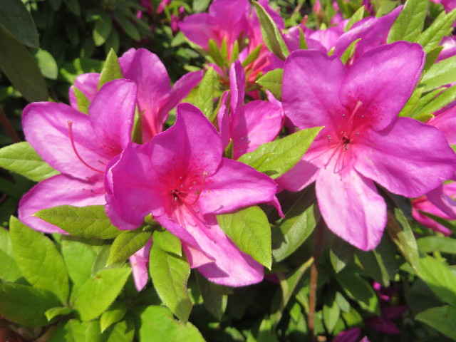 ファイル 4261-3.jpg