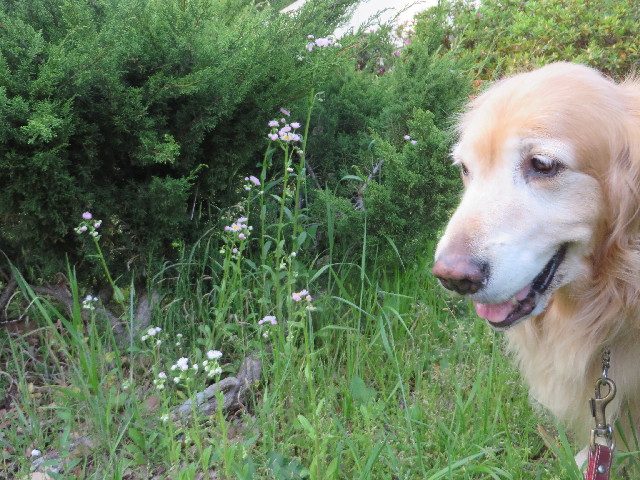 ファイル 4265-2.jpg