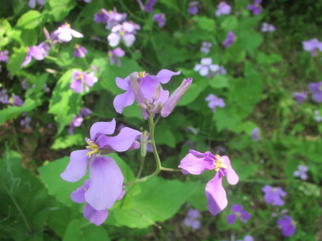 ファイル 4269-3.jpg