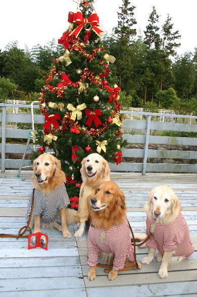 ファイル 4271-4.jpg