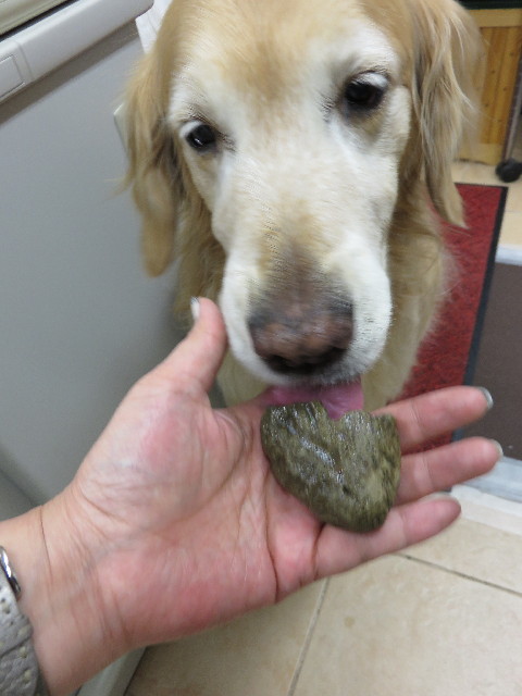 ファイル 4274-2.jpg