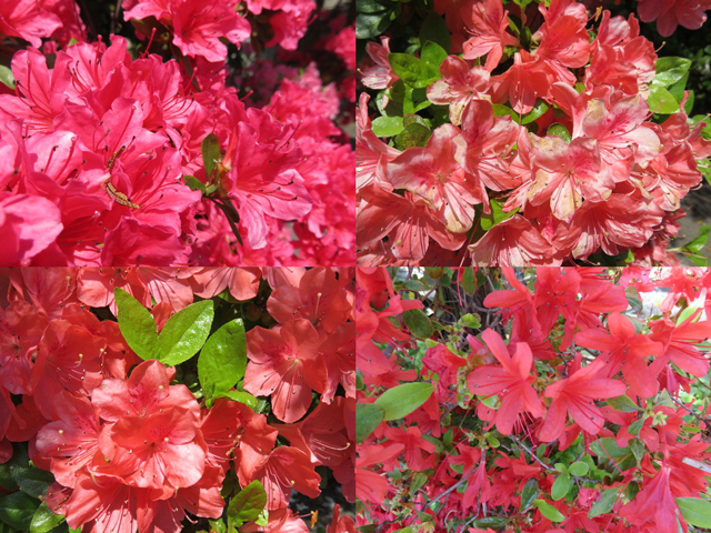 ファイル 4278-2.jpg