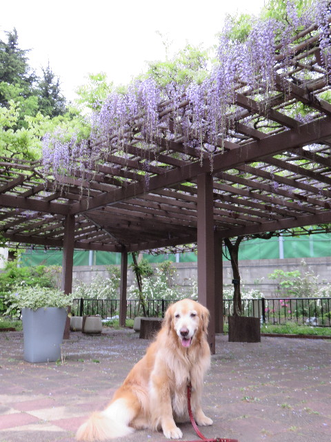 ファイル 4279-1.jpg