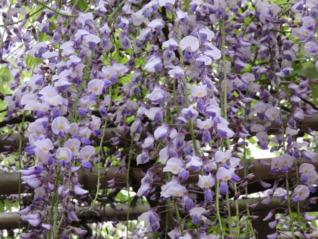 ファイル 4279-2.jpg