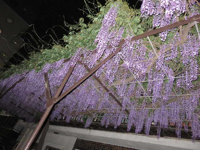 ファイル 4279-3.jpg