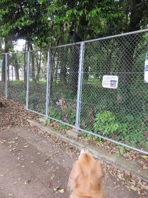 ファイル 4285-1.jpg