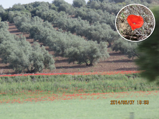 ファイル 4304-2.jpg