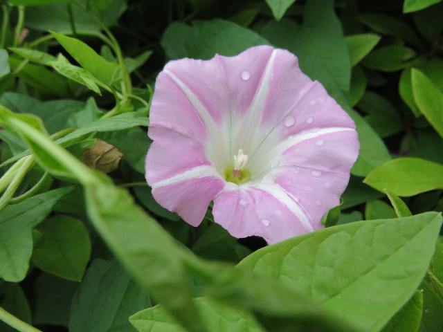 ファイル 4305-1.jpg