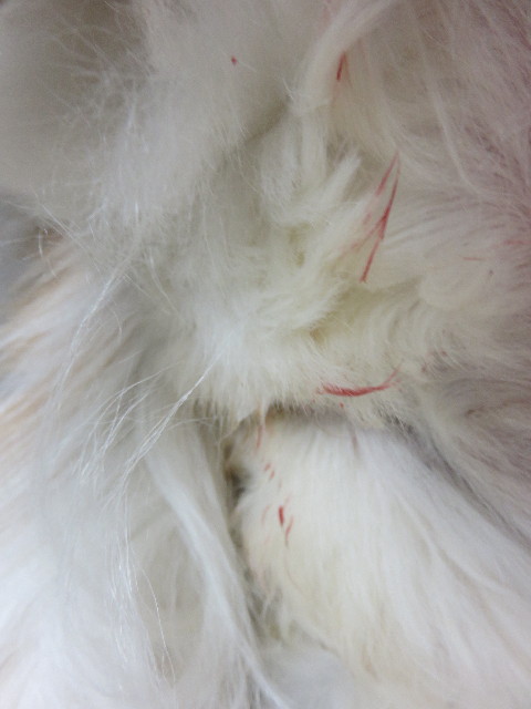 ファイル 4320-5.jpg