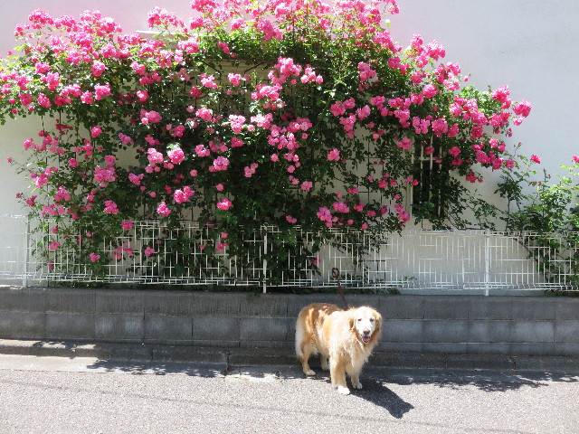 ファイル 4321-2.jpg