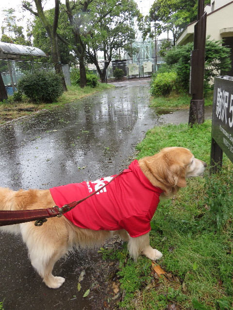 ファイル 4326-1.jpg