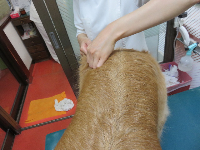 ファイル 4330-3.jpg