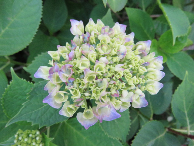 ファイル 4331-3.jpg