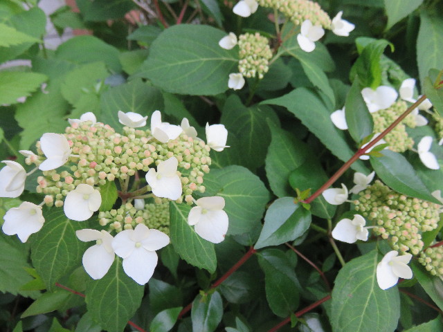 ファイル 4331-5.jpg