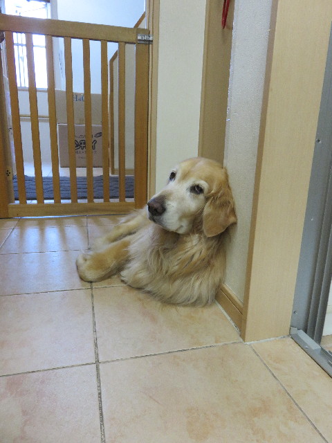 ファイル 4333-1.jpg