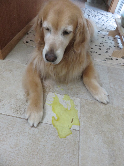 ファイル 4338-1.jpg