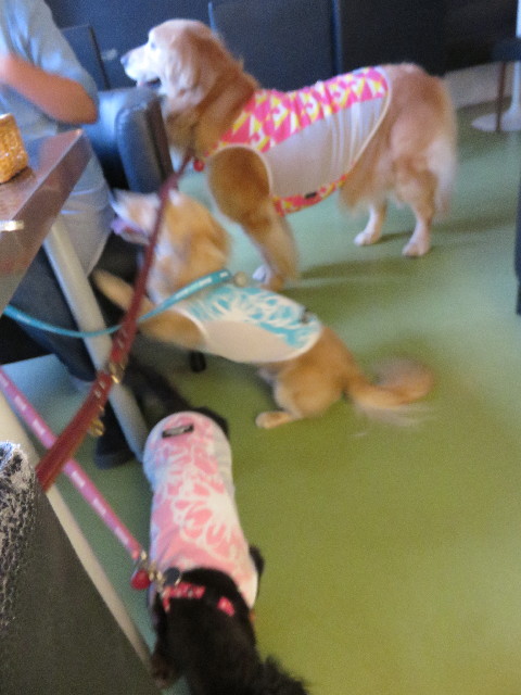 ファイル 4338-4.jpg