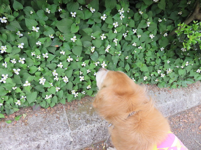 ファイル 4341-3.jpg