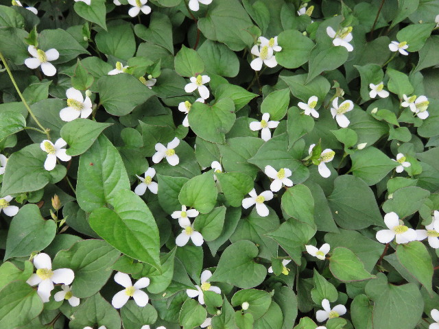 ファイル 4341-4.jpg