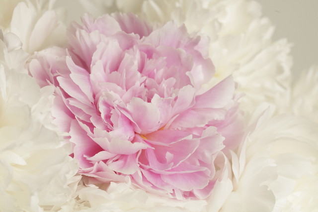 ファイル 4352-4.jpg