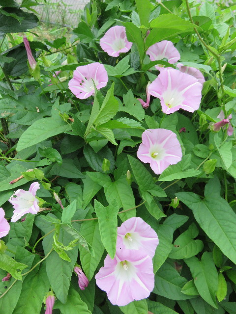 ファイル 4354-3.jpg