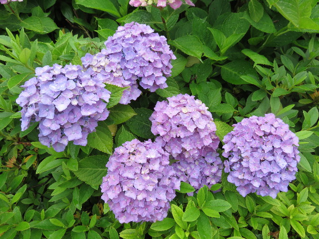 ファイル 4360-3.jpg