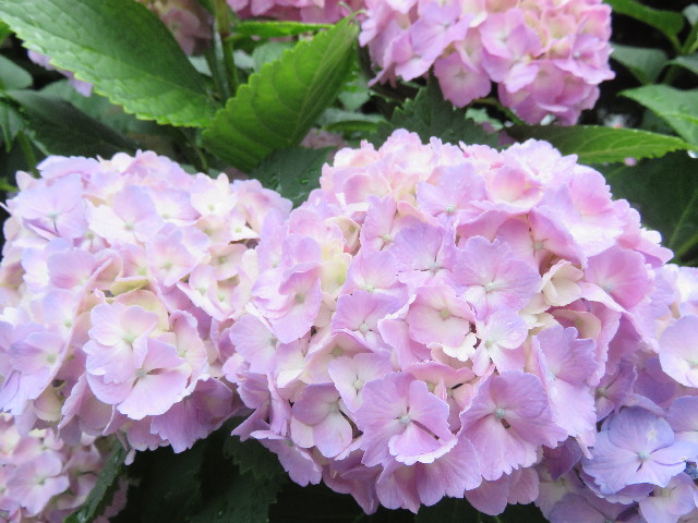 ファイル 4360-4.jpg