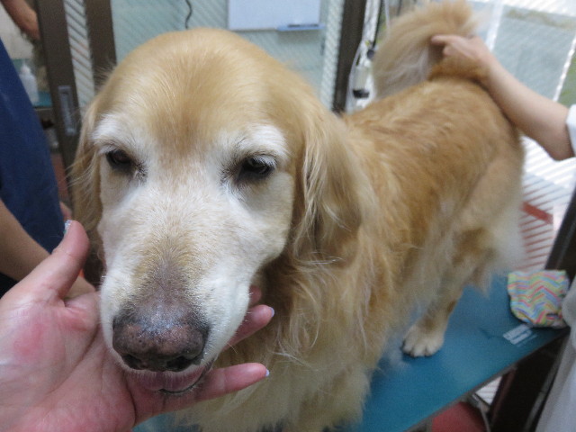 ファイル 4362-4.jpg