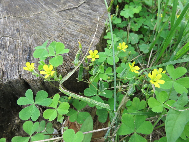 ファイル 4380-3.jpg