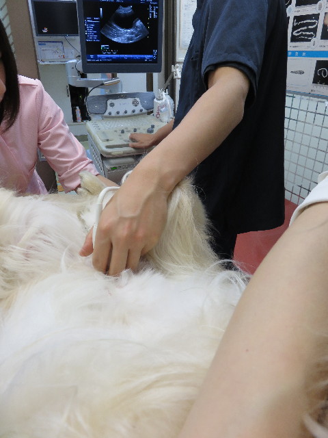 ファイル 4384-2.jpg