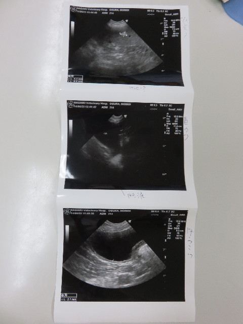 ファイル 4384-3.jpg