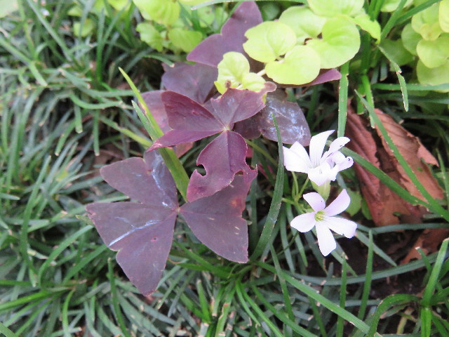 ファイル 4401-5.jpg