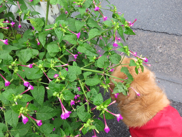 ファイル 4402-1.jpg