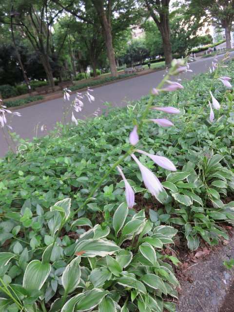 ファイル 4403-1.jpg