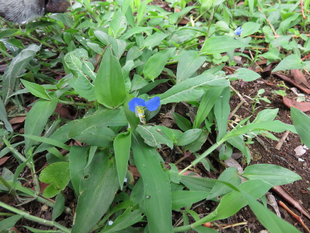 ファイル 4403-3.jpg