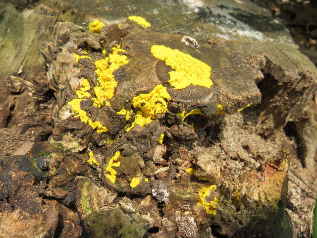 ファイル 4403-4.jpg