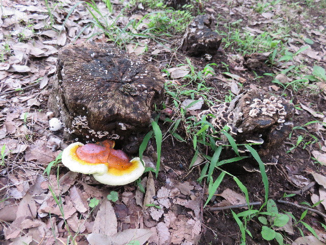 ファイル 4413-2.jpg