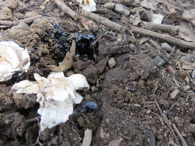 ファイル 4413-4.jpg