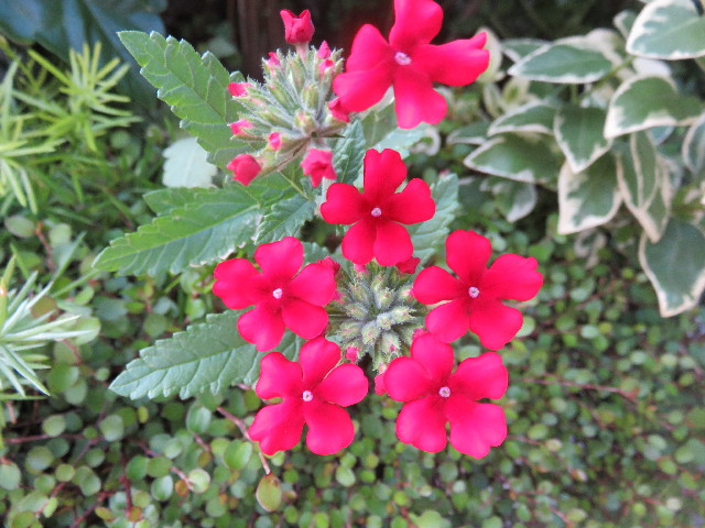 ファイル 4417-5.jpg