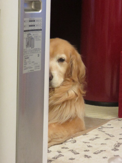 ファイル 4419-2.jpg