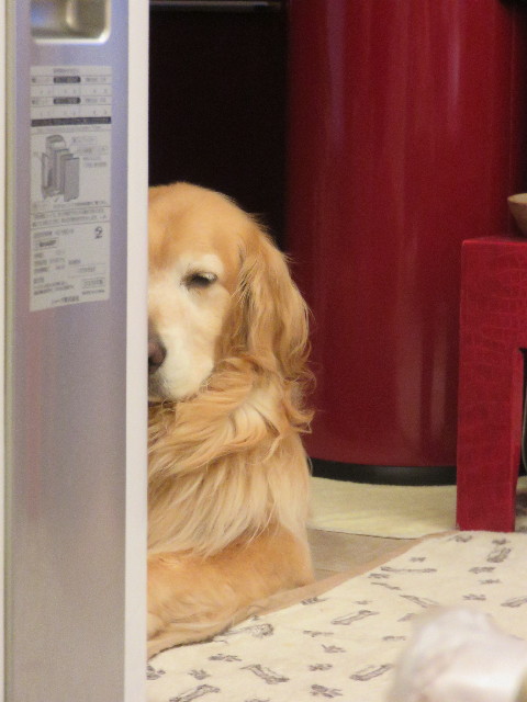 ファイル 4419-3.jpg