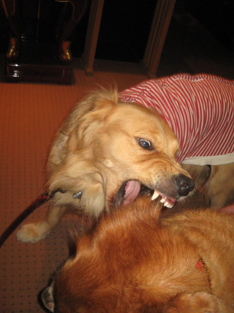 ファイル 442-3.jpg