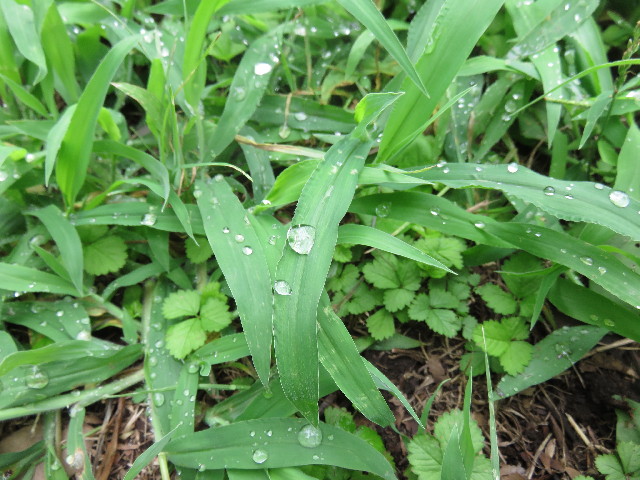 ファイル 4423-2.jpg