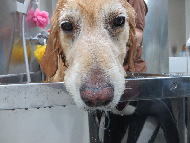 ファイル 4430-5.jpg