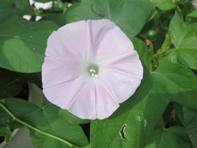 ファイル 4446-2.jpg