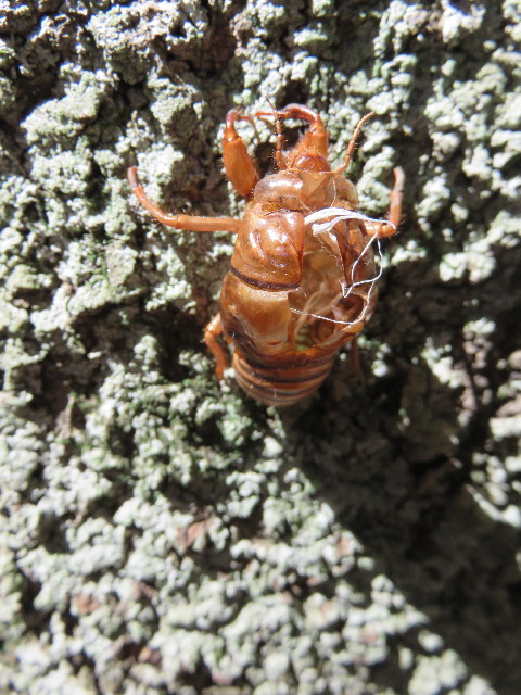 ファイル 4455-1.jpg