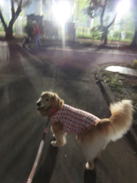 ファイル 4458-1.jpg