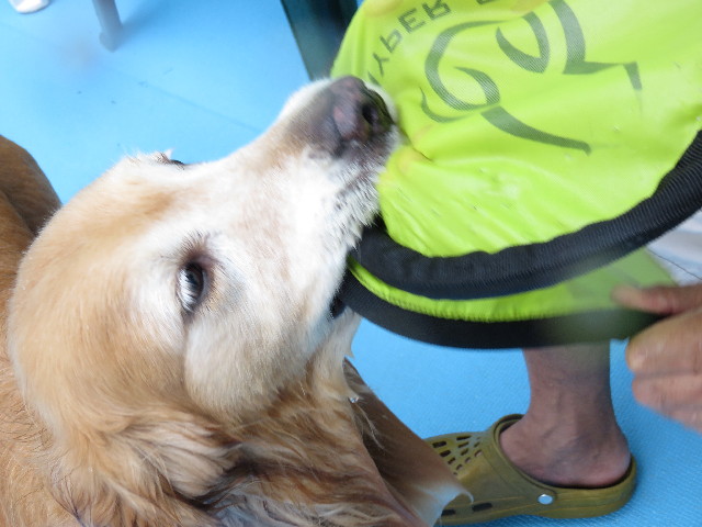 ファイル 4462-1.jpg