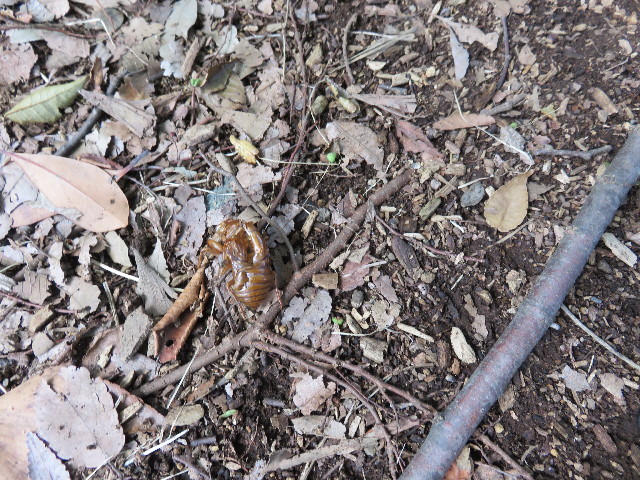 ファイル 4469-1.jpg