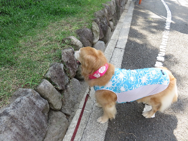 ファイル 4476-1.jpg